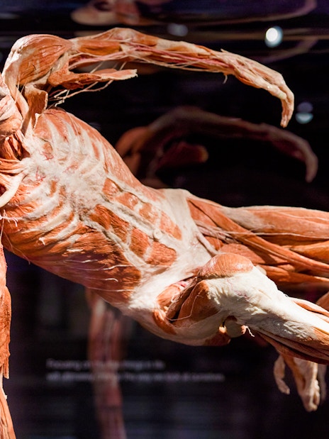 Human anatomical exhibit at Body Worlds Amsterdam.
