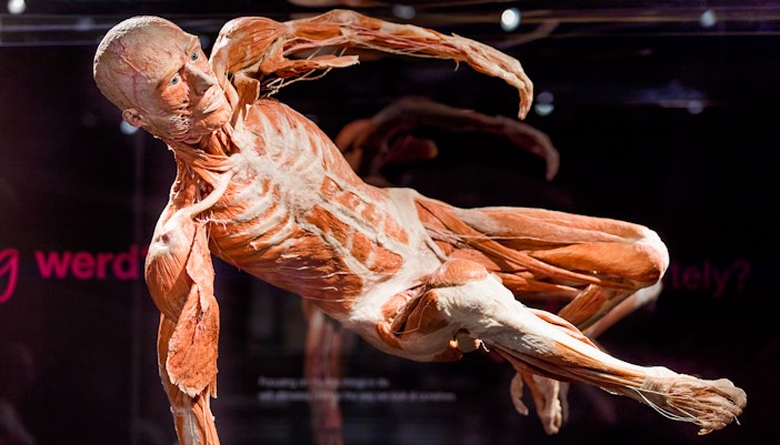 Body Worlds Amsterdam exhibit with anatomical displays, featuring The Happiness Project theme.