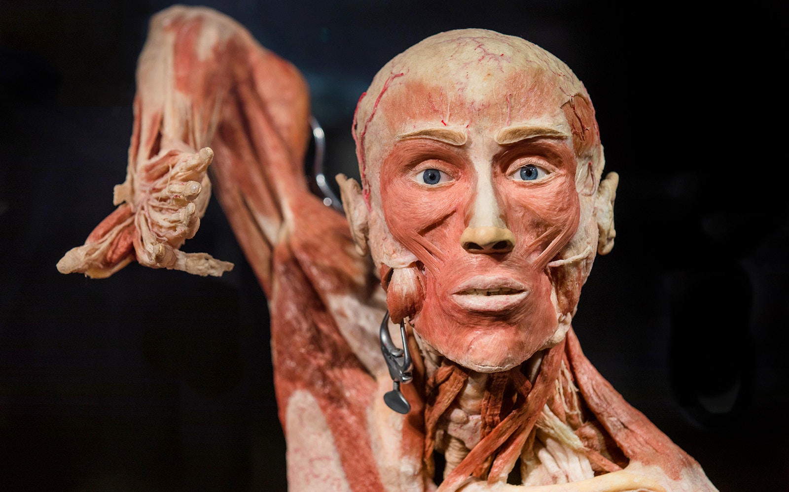 Body Worlds Amsterdam exhibit with anatomical displays, featuring The Happiness Project theme.