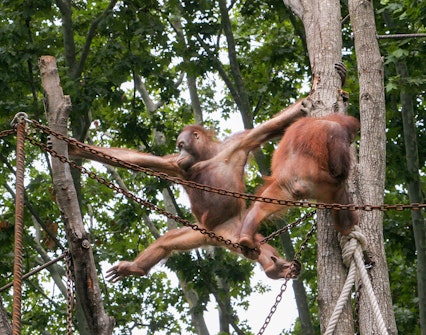 Orangutans climbing ropes and trees at Barcelona Zoo.