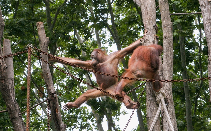 Orangutans climbing ropes and trees at Barcelona Zoo.