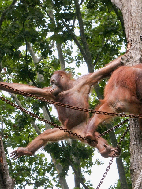 Orangutans climbing ropes and trees at Barcelona Zoo.