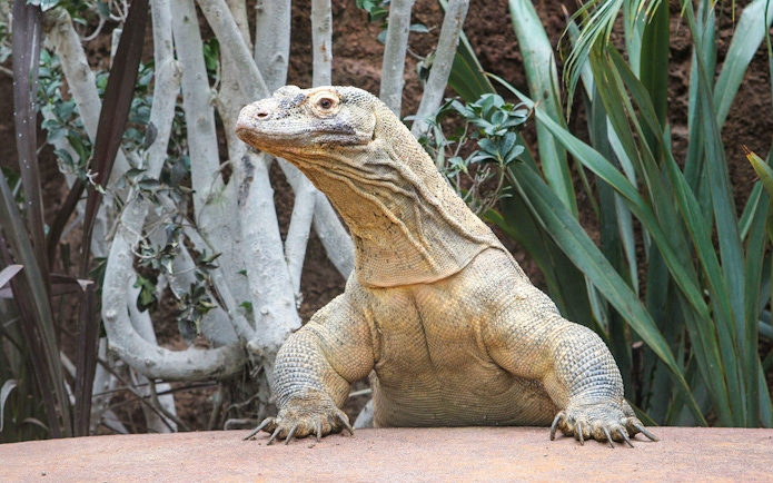 Komodo dragon at Barcelona Zoo surrounded by greenery.