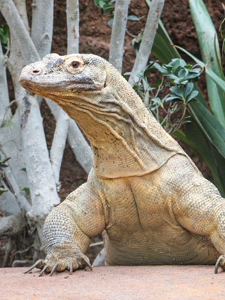 Komodo dragon at Barcelona Zoo surrounded by greenery.