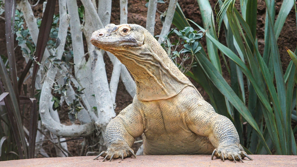 Horários Barcelona Zoo