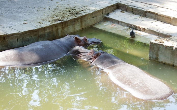 Hippos resting in water at Barcelona Zoo enclosure.