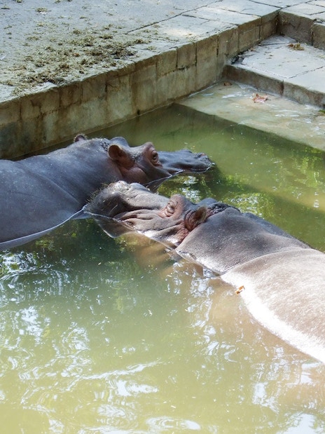 Hippos resting in water at Barcelona Zoo enclosure.