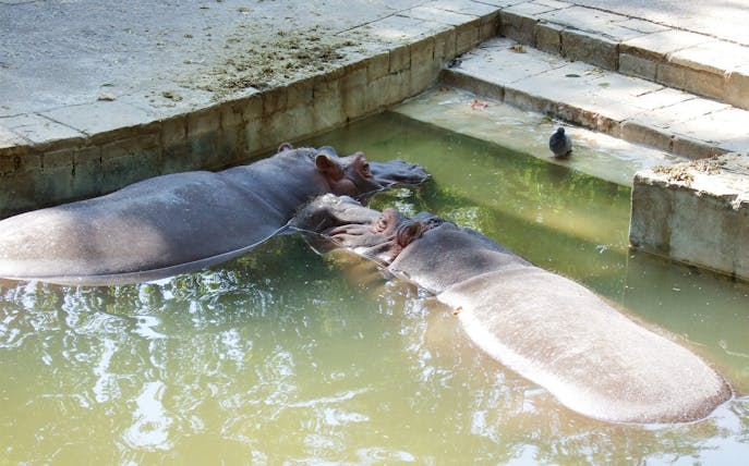 Hippos resting in water at Barcelona Zoo enclosure.