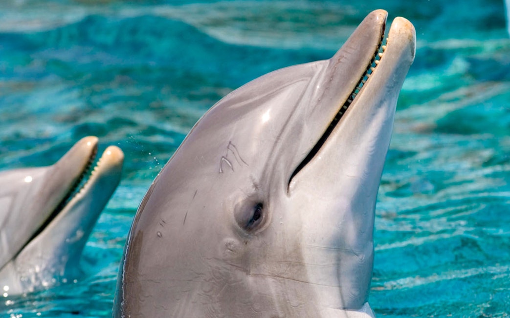 Dolphins swimming at Barcelona Aquarium.