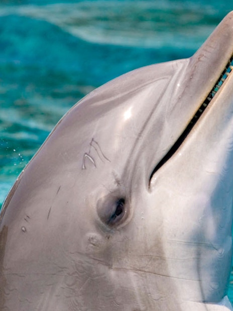 Dolphins swimming at Barcelona Aquarium.