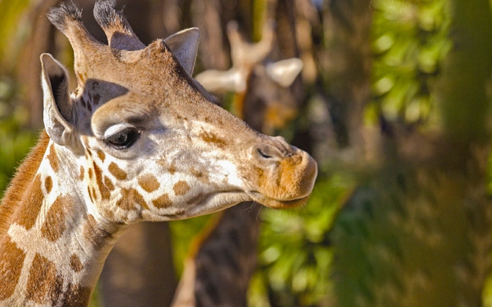 Giraffe at Barcelona Zoo surrounded by greenery.