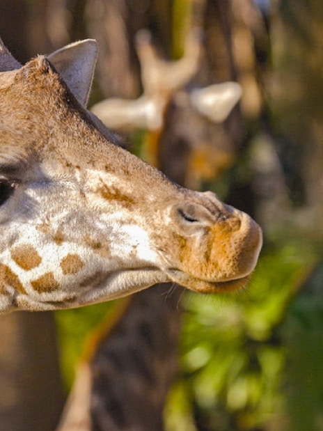 Giraffe at Barcelona Zoo surrounded by greenery.