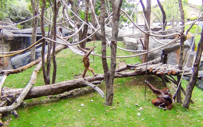 Orangutans playing on ropes and logs at Barcelona Zoo.
