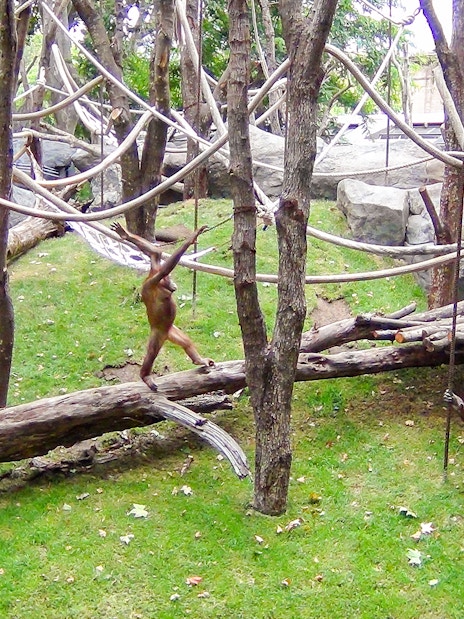 Orangutans playing on ropes and logs at Barcelona Zoo.