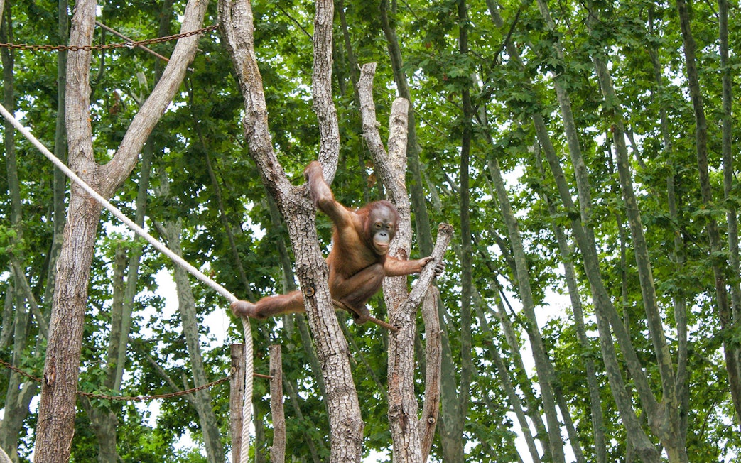 Orangutan climbing trees at Barcelona Zoo.