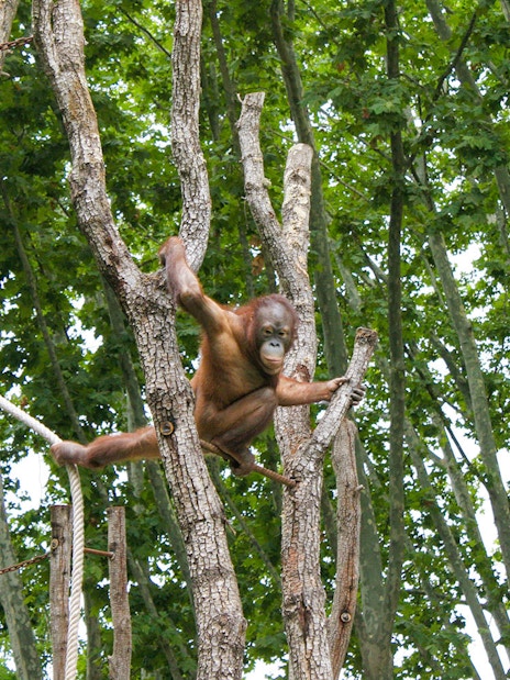 Orangutan climbing trees at Barcelona Zoo.