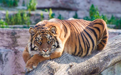 Tiger resting on a log at Barcelona Zoo.