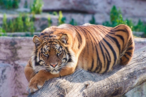 Ingressos para o zoológico de Barcelona