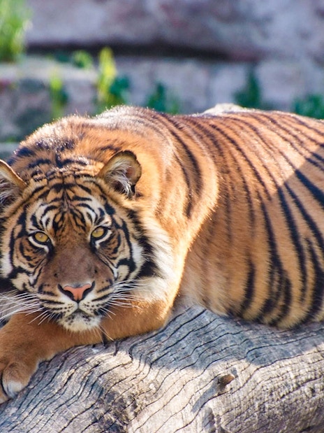 Tiger resting on a log at Barcelona Zoo.