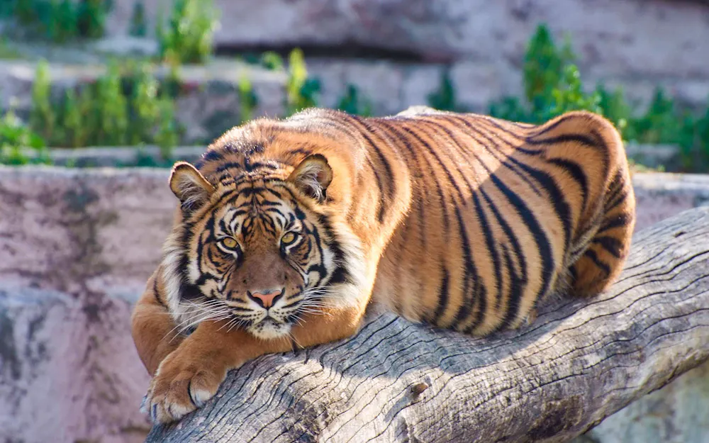 Billets pour le zoo de Barcelone
