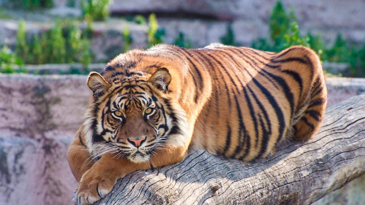 Tiger resting on a log at Barcelona Zoo.