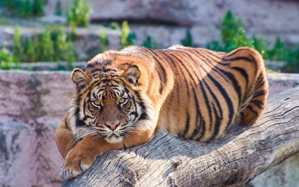 Tiger resting on a log at Barcelona Zoo.
