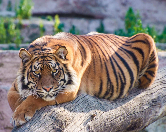 Tickets to Barcelona Zoo