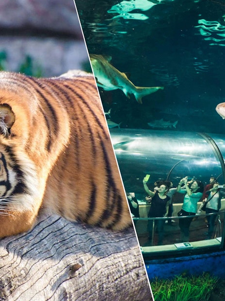 Tiger at Barcelona Zoo and shark in Aquarium Barcelona tunnel.
