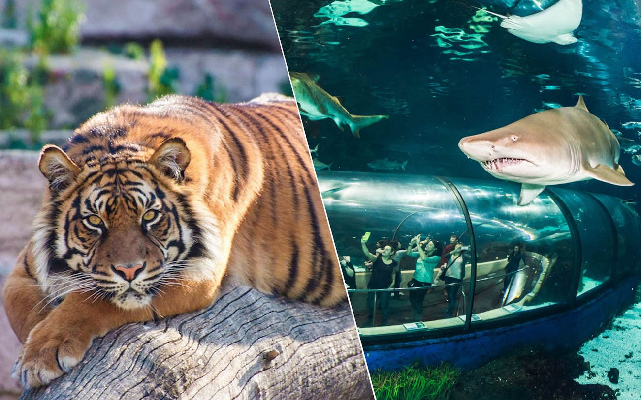 Tiger at Barcelona Zoo and shark in Aquarium Barcelona tunnel.