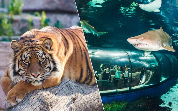 Tiger at Barcelona Zoo and shark in Aquarium Barcelona tunnel.