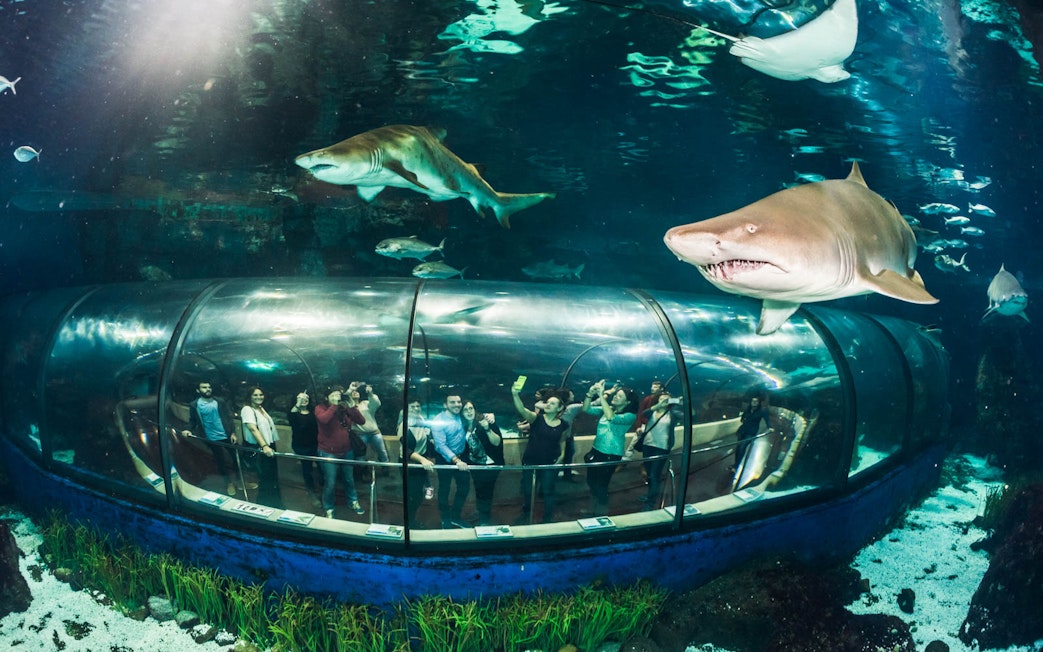 Visitors in an underwater tunnel at Barcelona Aquarium with sharks swimming above.