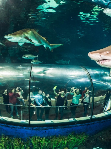 Visitors in an underwater tunnel at Barcelona Aquarium with sharks swimming above.