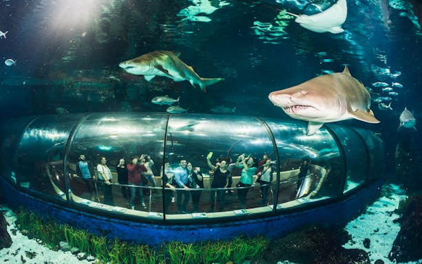 Visitors in an underwater tunnel at Barcelona Aquarium with sharks swimming above.
