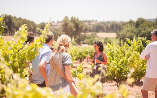 Tour group in vineyard during Montserrat walking tour with guide.