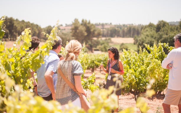 Tour group in vineyard during Montserrat walking tour with guide.
