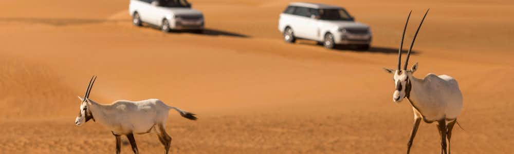 dubai desert safari deals