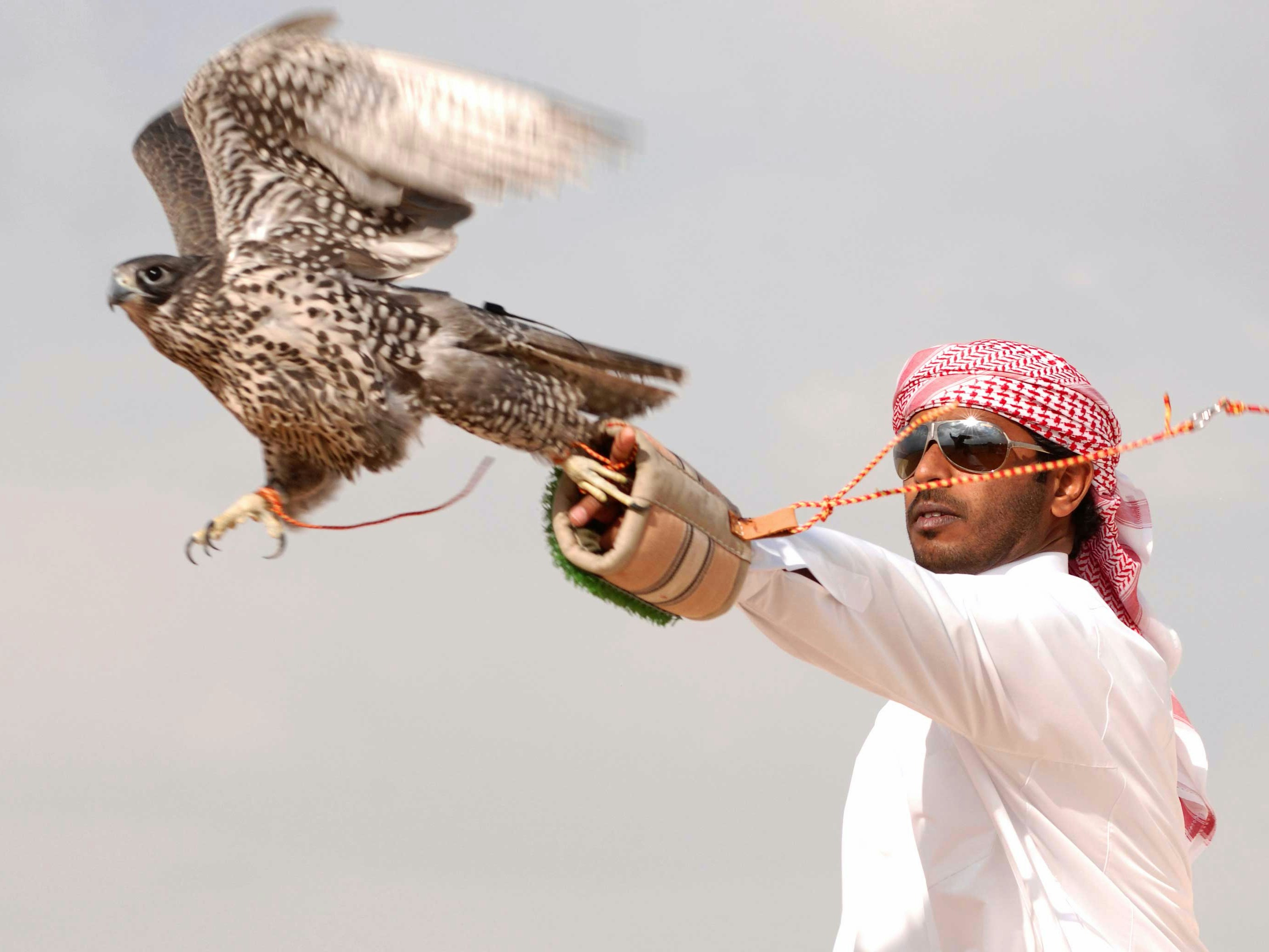 Falconer releasing bird of prey during desert encounter experience.