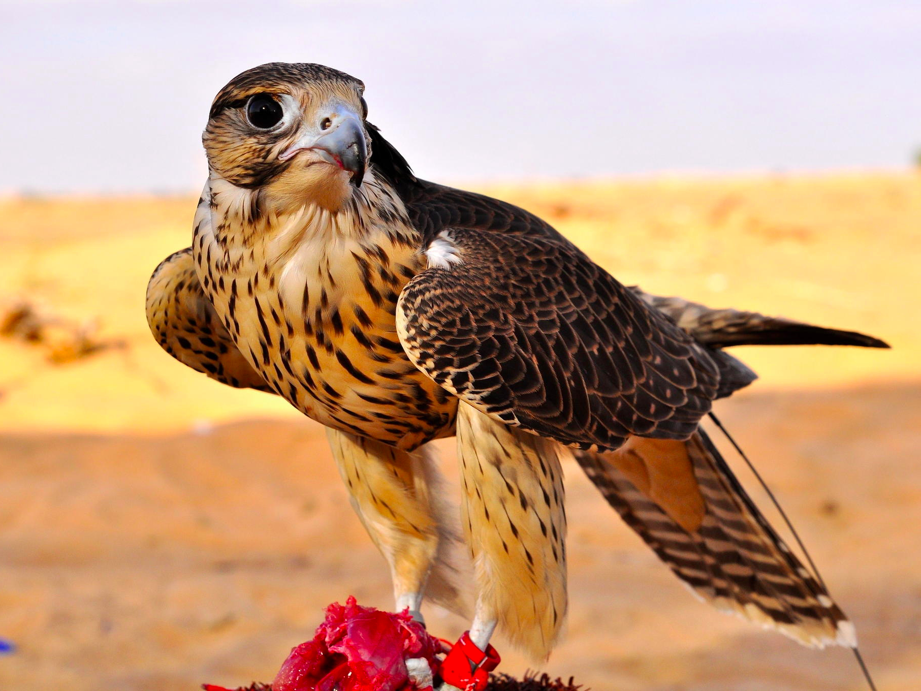 Falcon perched in desert setting during Birds of Prey experience.