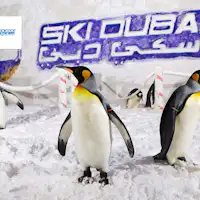 ski dubai penguins