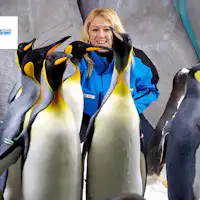 ski dubai meet the penguins