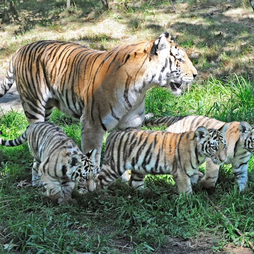 Planning a trip to NYC - Bronx Zoo