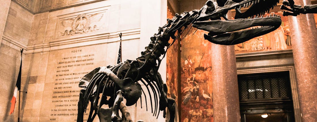 Museums in New York - American Museum of Natural History