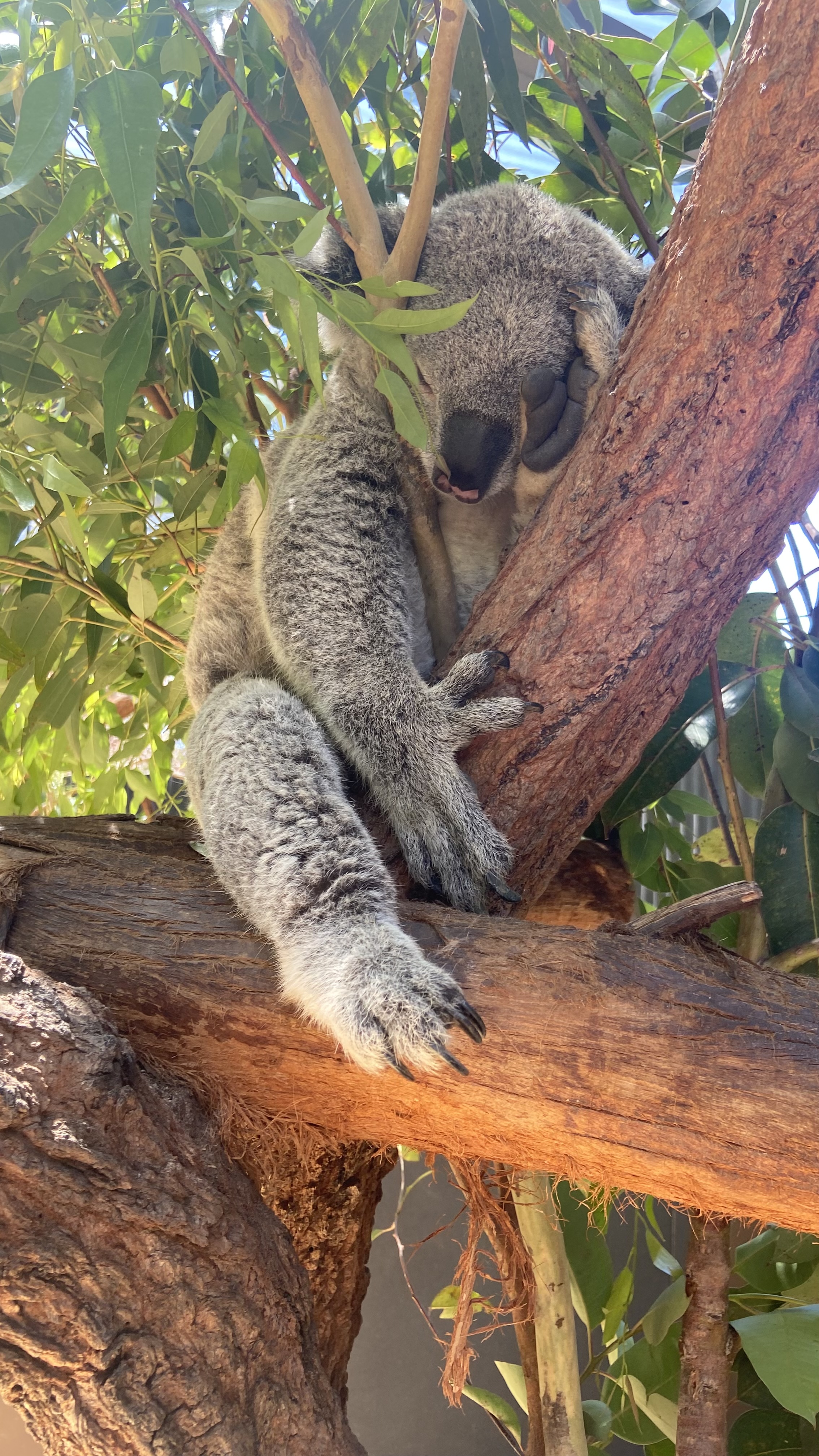 Taronga Zoo Entry Ticket