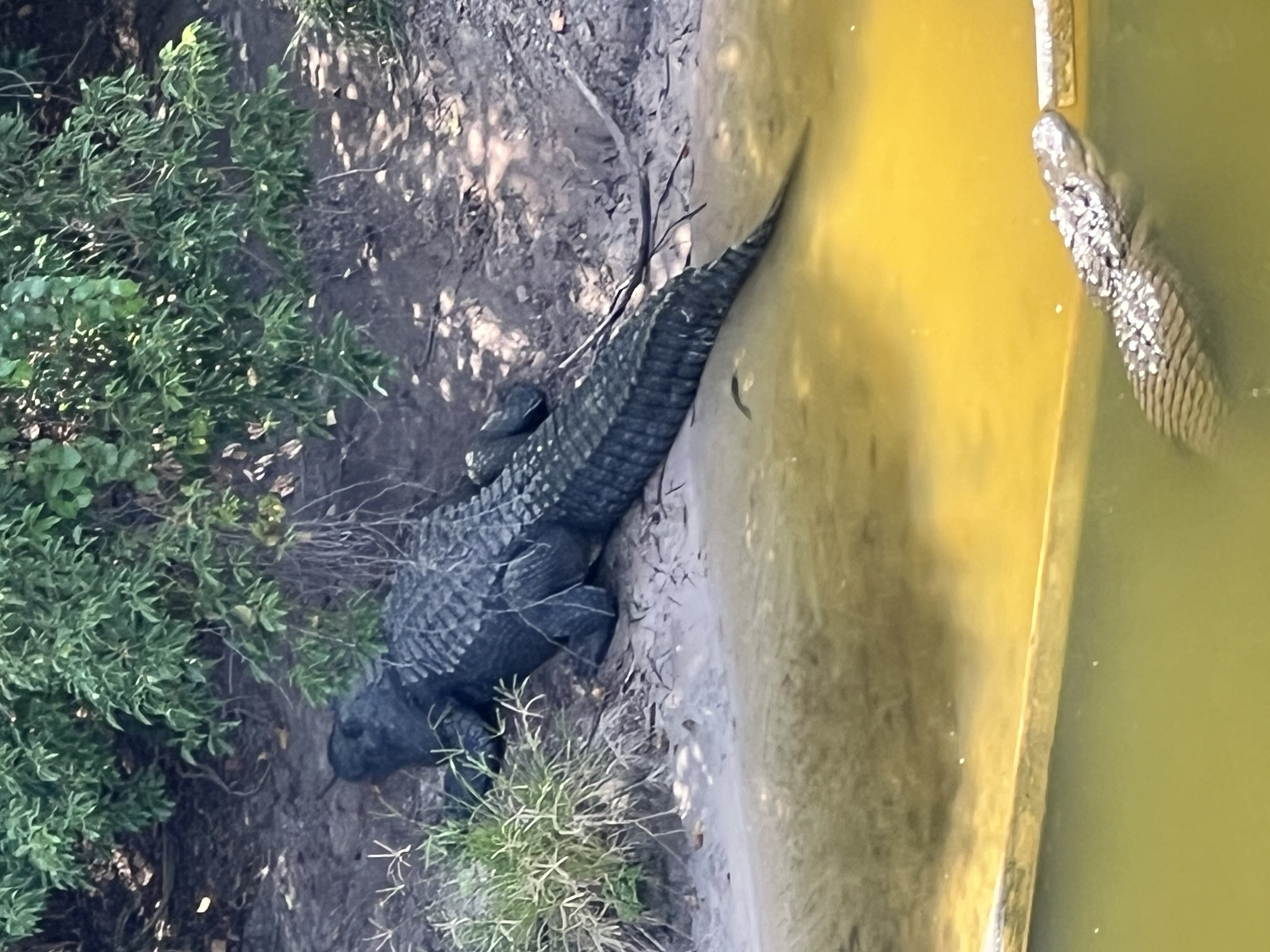 Animales de Gatorland | Explora la diversa fauna del Parque, image size:3024x4032