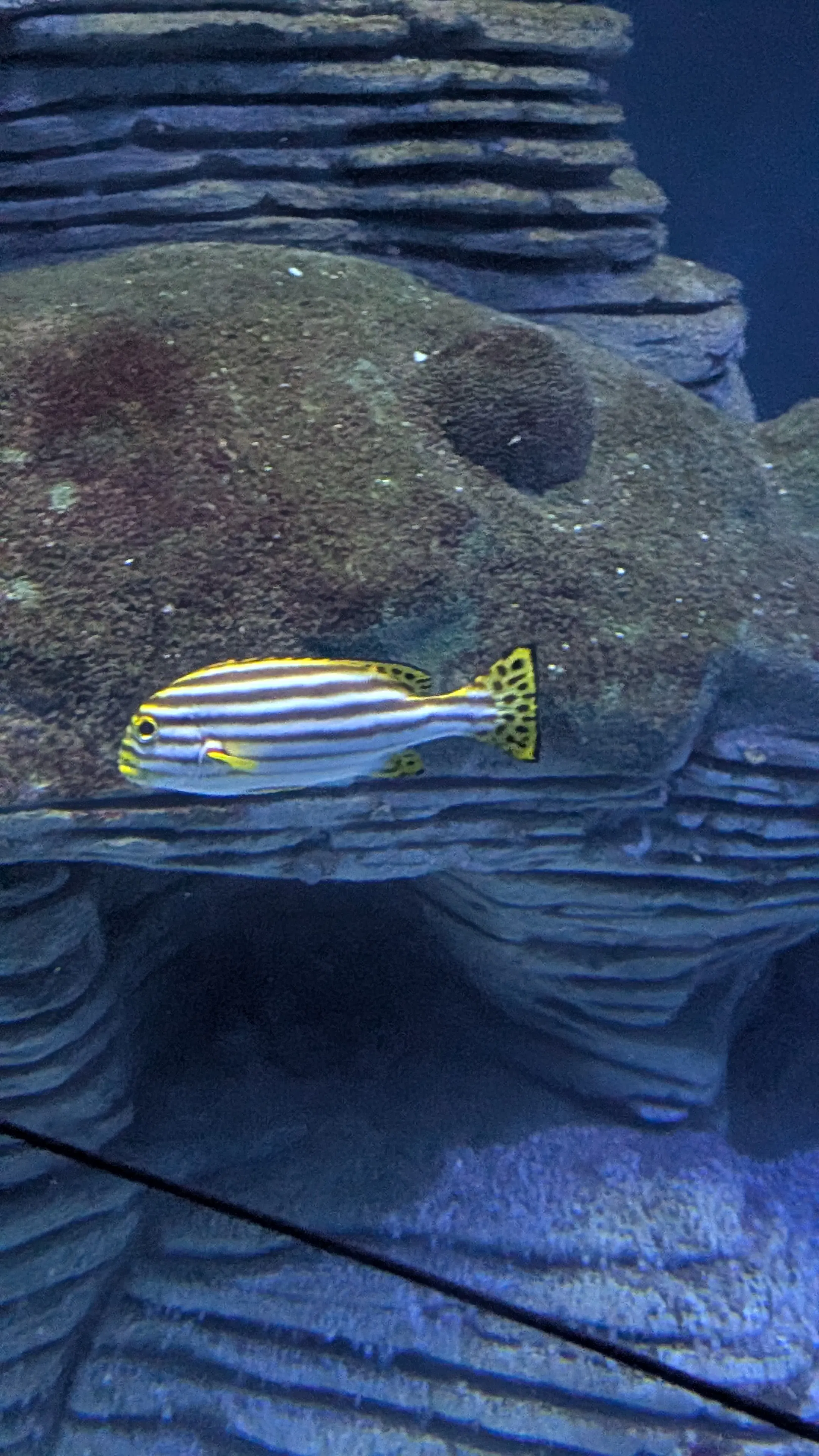 review-image